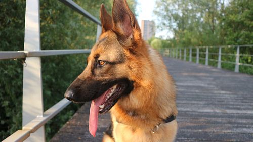 Toeska de Duitse Herder