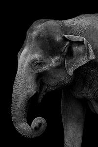 Elefant von Mirthe Vanherck