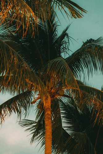 Gouden uur: palmboom in het avondlicht van Vietnam