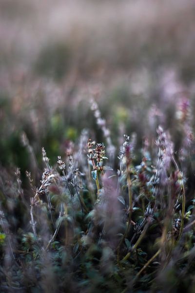 Verträumtes Heidekraut | Nahaufnahme Stillleben Naturfotografie von Suzanne Rotteveel