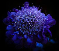 Bright purple wild flower