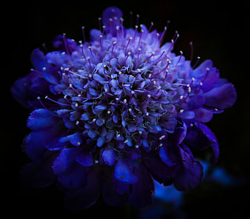 Fleur sauvage violet vif