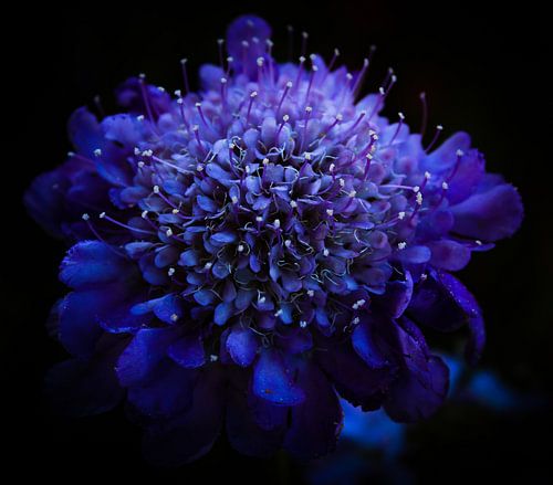 Felgkleurde paarse wilde bloem