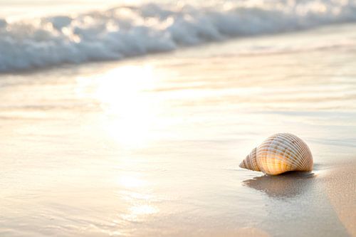 Schelp op het strand