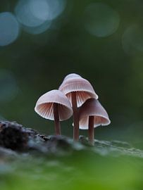 Toadstool in a forest by Astrid Brouwers