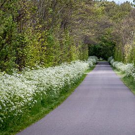 Spring blossom van Leon Lubse