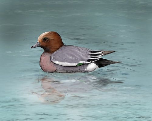 A drawing of a swimming wigeon