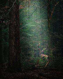 Der Rothirsch verschwindet im Grünen von Wennekes Photography