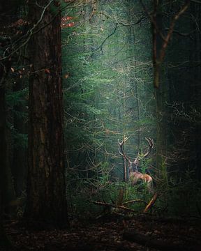 The Red Deer Disappears into the Green by Wennekes Photography