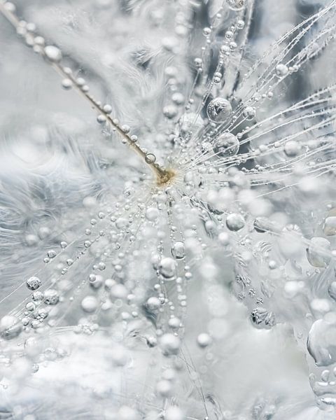 White and gray: Droplets on a dandelion fluff by Marjolijn van den Berg