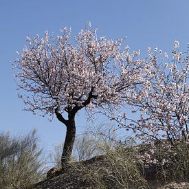 Blühender Mandelbaum auf einem Hügel von Cora Unk