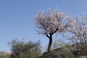 Bloeiende amandelboom op een heuvel