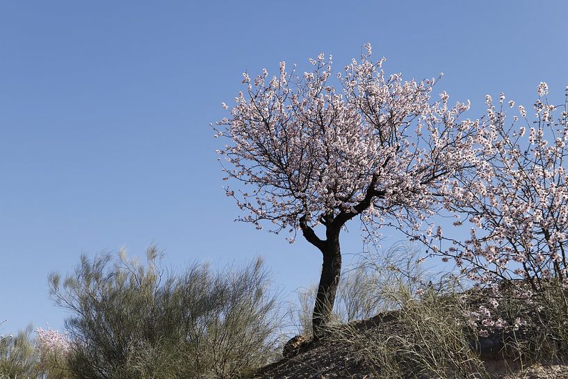 Flowering almond tree on a hill by Cora Unk