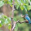Ijsvogel met visje van Karin van Rooijen Fotografie