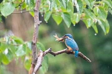 Ijsvogel met visje van Karin van Rooijen Fotografie