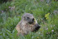 Marmot in the summer mountain pasture