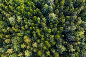 Bird's eye view of the forest in the Black Forest