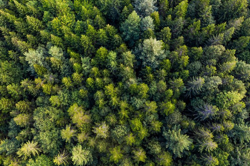 Wald im Schwarzwald aus der Vogelperspektive von Werner Dieterich
