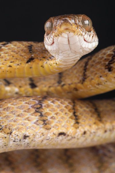 Brown Tree Snake (Boiga irregularis) by Ronald Pol