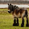 Belgium Draft horse in a Dutch landscape sur noeky1980 photography