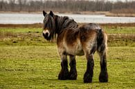 Belgium Draft horse in a Dutch landscape von noeky1980 photography Miniaturansicht