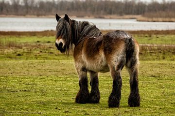 Belgium Draft horse in a Dutch landscape
