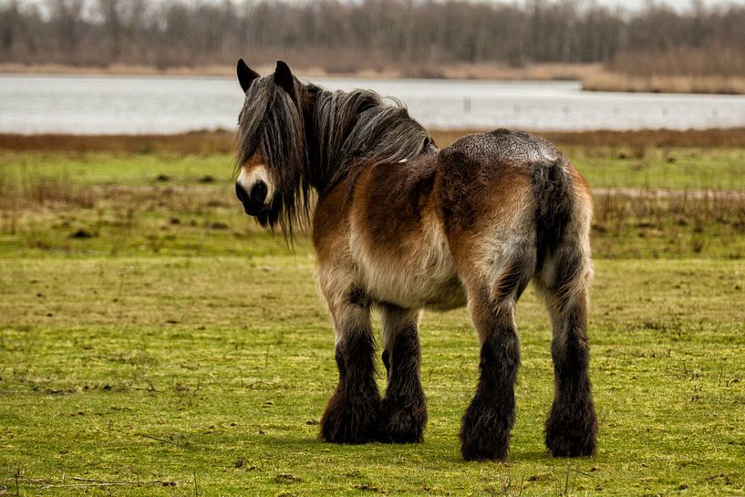 Belgium Draft horse in a Dutch landscape von noeky1980 photography