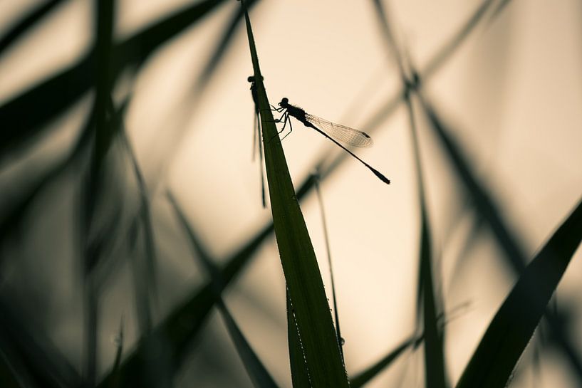 Silhouette miss by Moetwil en van Dijk - Fotografie