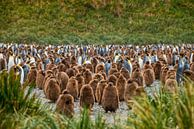 Konings pinguins kolonie met jonge kuikens op South Georgia van Ron van der Stappen thumbnail