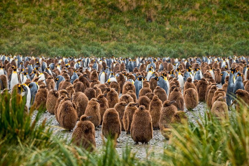 Konings pinguins kolonie met jonge kuikens op South Georgia van Ron van der Stappen
