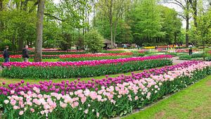 Tulpen auf dem Keukenhof