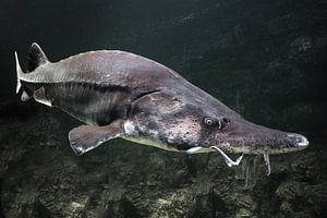 beluga vis steur vis close-up snuit met een snor tevoorschijn komt. Een enorme vis met een langgerek