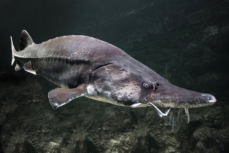 beluga fish sturgeon fish close-up muzzle with a mustache emerges. A ...