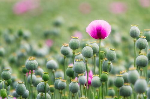 Poppy Seed by Daniela Beyer
