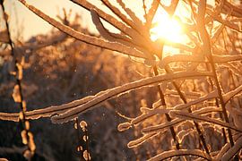 Golden Frostlight by Inspiration