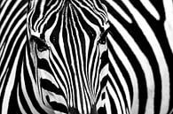Zebra von Erik de Klerck Miniaturansicht