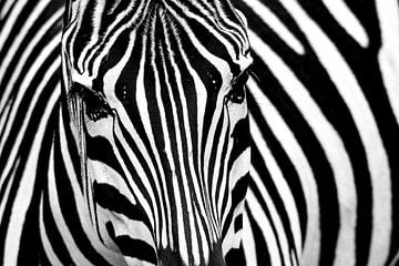 Zebra von Erik de Klerck