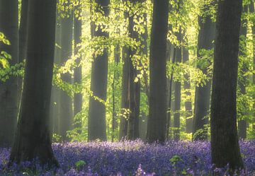 Bluebell Mania by Loris Photography