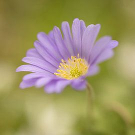 How fragile we are van Boogartphotographics