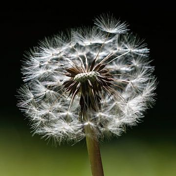 pluizenbol  van paardenbloem van Klaartje Majoor