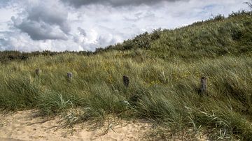 L'herbe des dunes sur Mister Moret