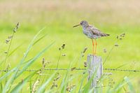 Tureluur rustend op een paal