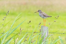 Rotschenkel auf einem Pfahl ruhend von Anja Brouwer Fotografie