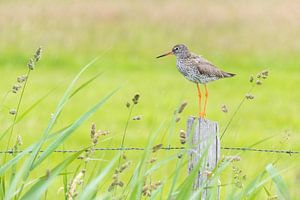 Redshank resting on a pole