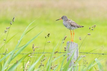 Redshank resting on a pole