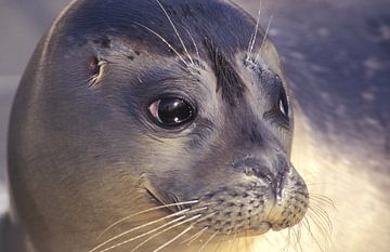 Sceau sur Paul van Gaalen, natuurfotograaf