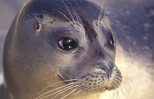 Zeehond
