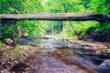 Ilsenburg van Tim Lee Williams