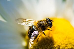 Bij - Bee by Dave De Klerk