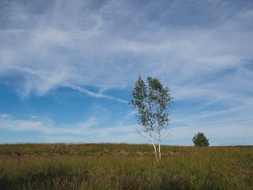 Lonely tree on the heath